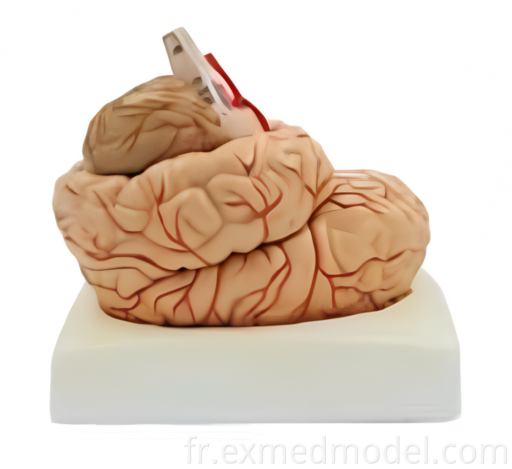 Brain with Artery and Nerves